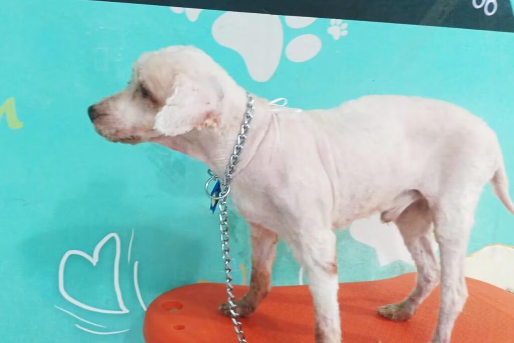 Maus-tratos: Resgate comovente do poodle Scooby em Fortaleza, Ceará