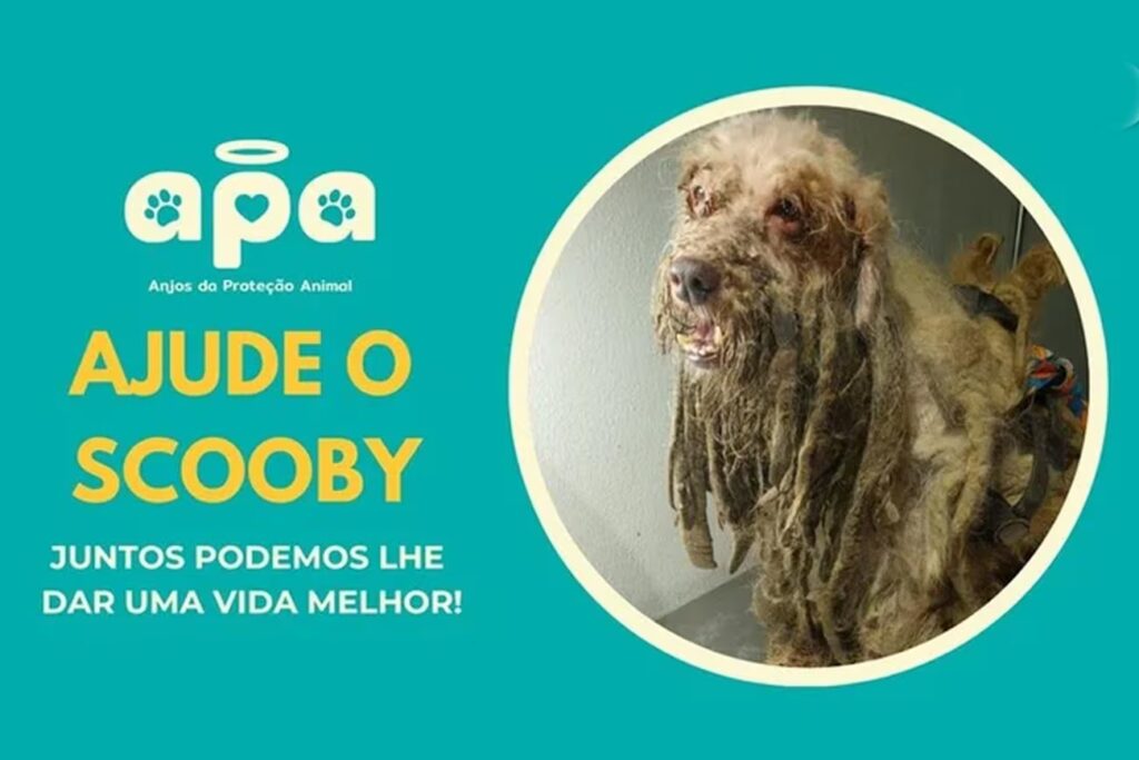 Maus-tratos: Resgate comovente do poodle Scooby em Fortaleza, Ceará